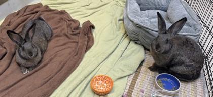 Enlarge Bun Affleck, a Adoptable American in Seattle, WA image 3/3