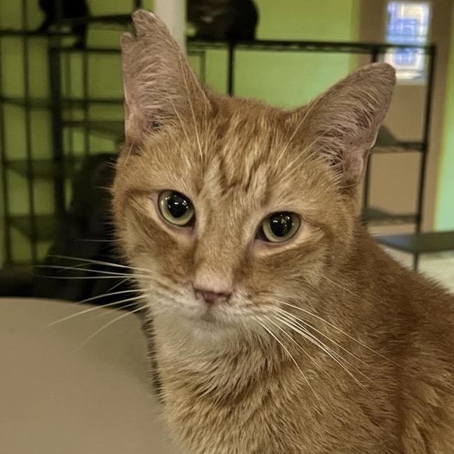 Top Notch, Adoptable, Adult Male Domestic Short Hair.