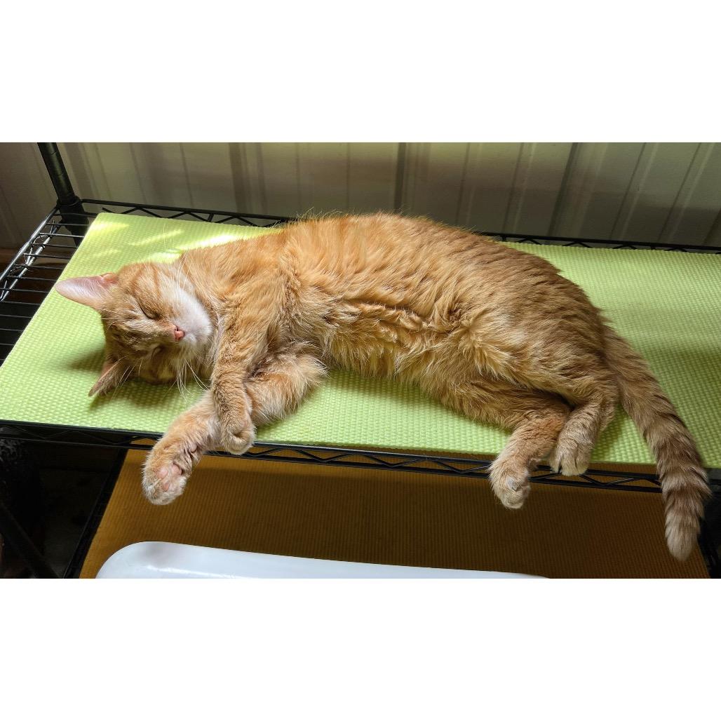 Enlarge Top Notch, a Adoptable Domestic Short Hair in Bloomington, IN image 2/3