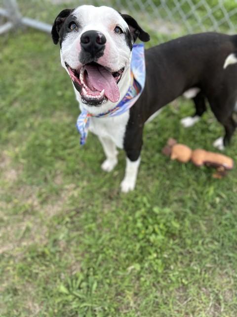 Enlarge FINN, a Adoptable Pit Bull Terrier in Corpus Christi, TX image 1/1
