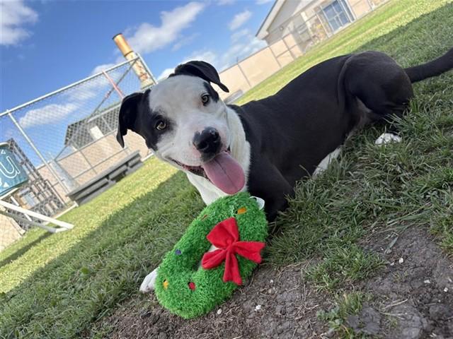Enlarge FINN, a Adoptable Pit Bull Terrier in Corpus Christi, TX image 1/1
