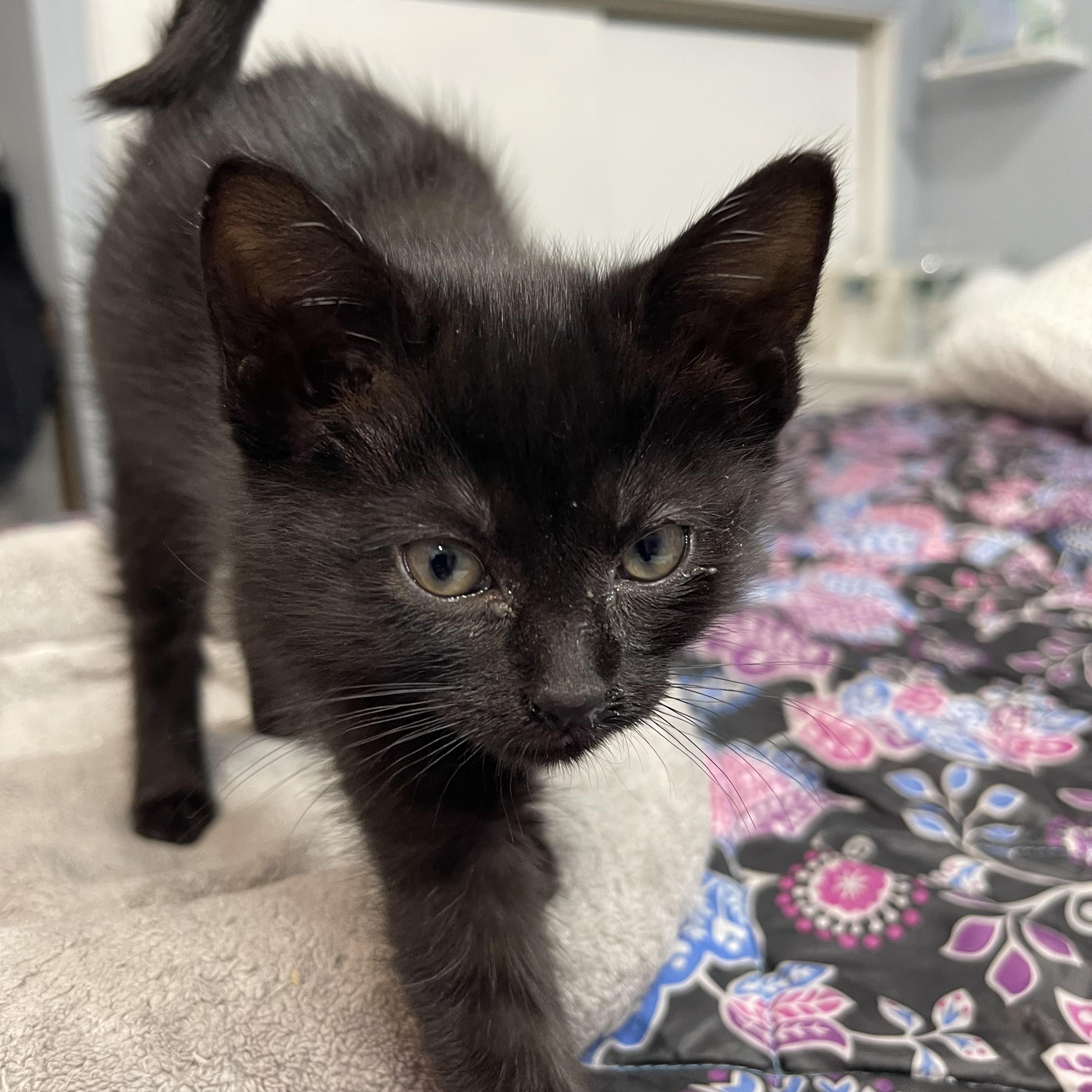 Enlarge Cherry , a Adoptable Domestic Short Hair in Mastic beach, NY image 1/4