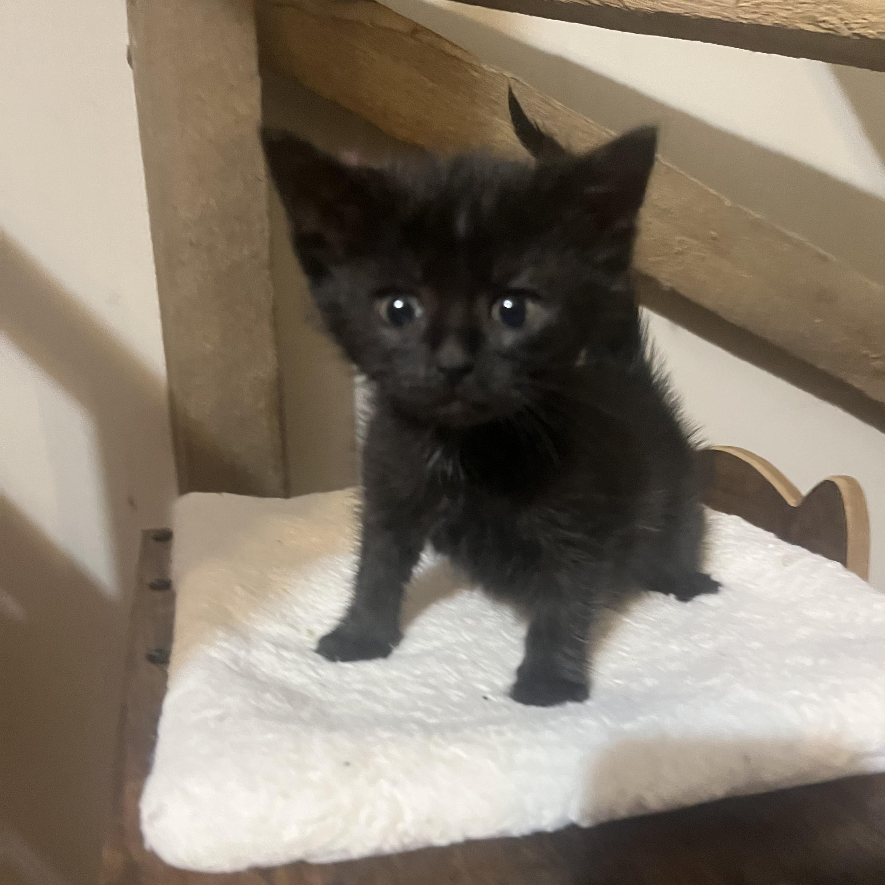 Enlarge Cherry , a Adoptable Domestic Short Hair in Mastic beach, NY image 4/4