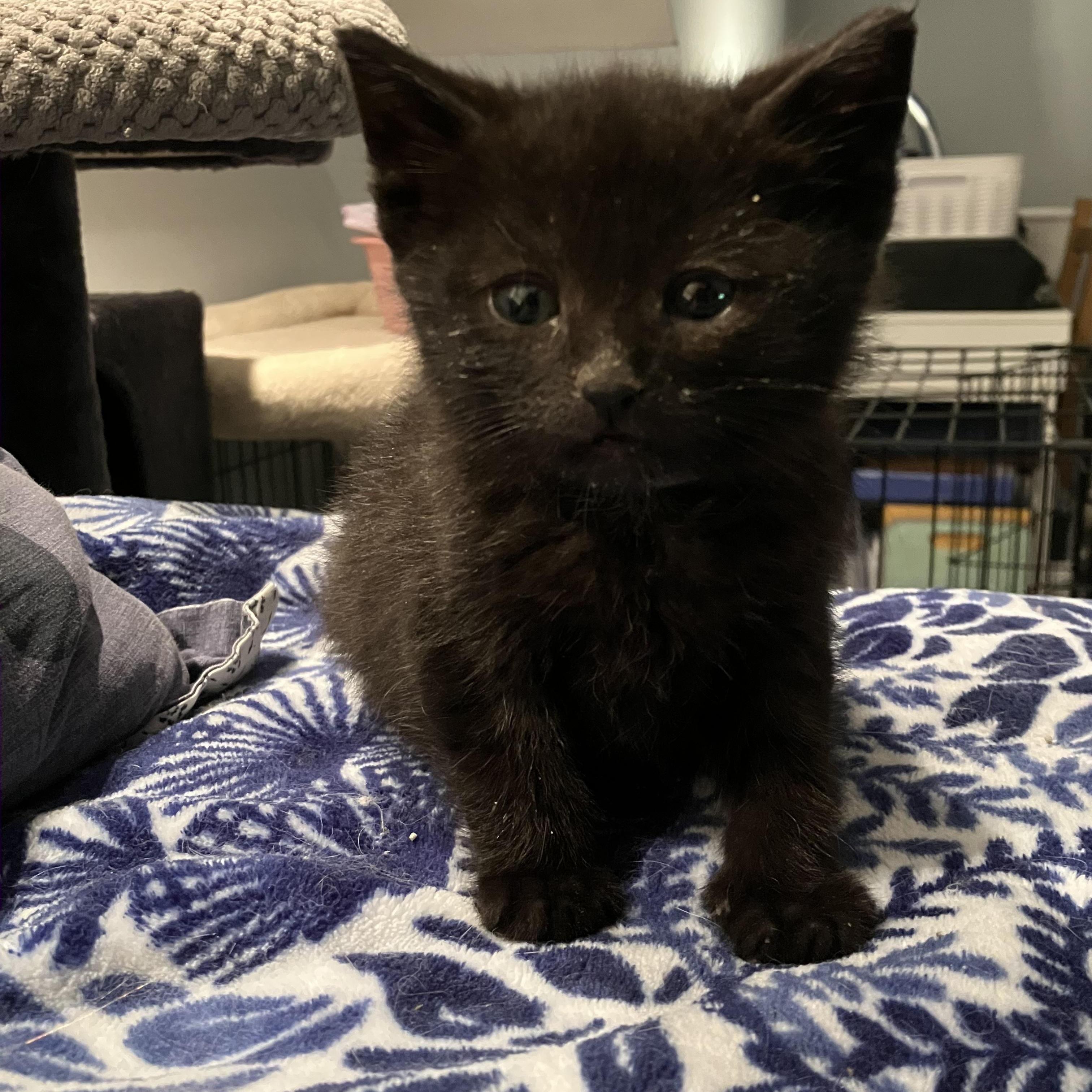 Enlarge Cherry , a Adoptable Domestic Short Hair in Mastic beach, NY image 2/4