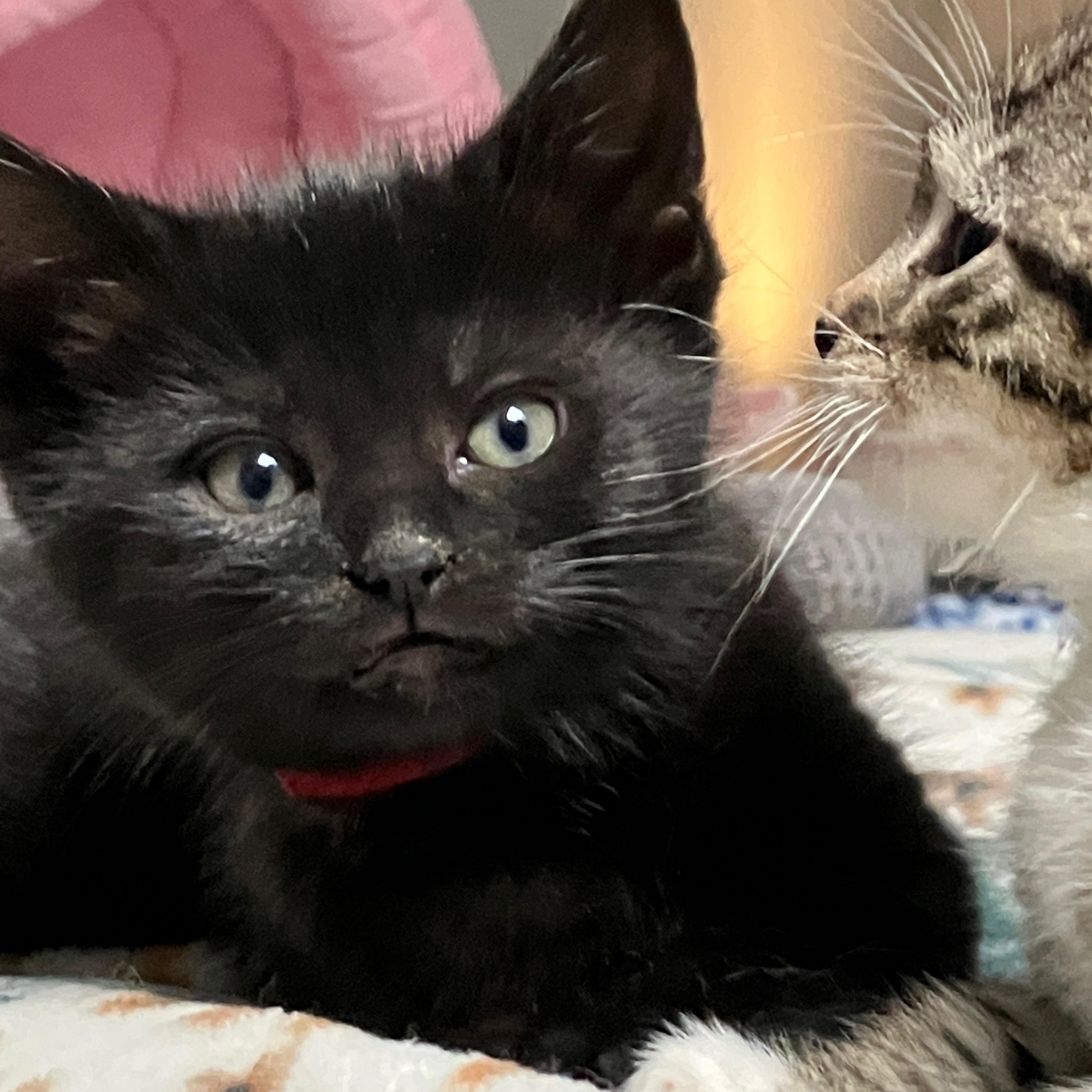 Enlarge Cherry , a Adoptable Domestic Short Hair in Mastic beach, NY image 3/4