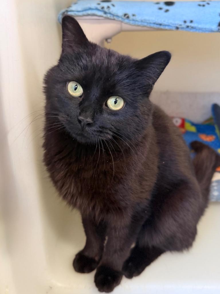 Pookie, Adoptable, Young Male Domestic Short Hair.