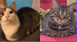 Enlarge Leo & Zoey, a Adoptable Domestic Short Hair in Milwaukee, WI image 1/1