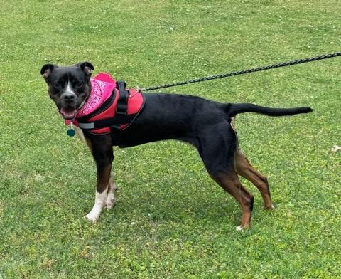 Enlarge Sundae, a Adopted Mixed Breed in Columbia, SC image 3/4