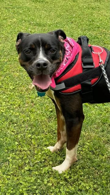 Enlarge Sundae, a Adopted Mixed Breed in Columbia, SC image 4/4