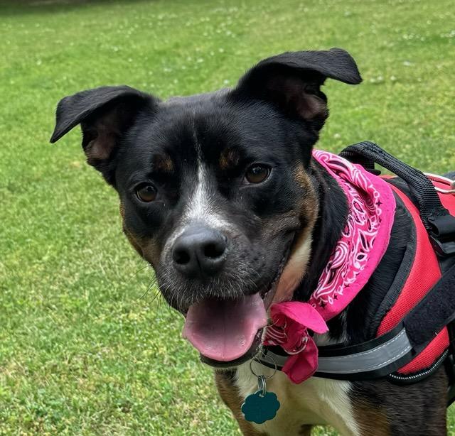 Enlarge Sundae, a Adopted Mixed Breed in Columbia, SC image 2/4