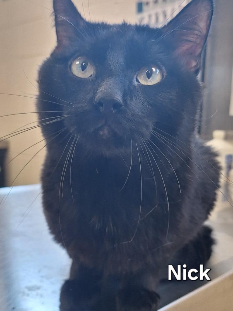 Nick, Adoptable, Young Male Domestic Short Hair.