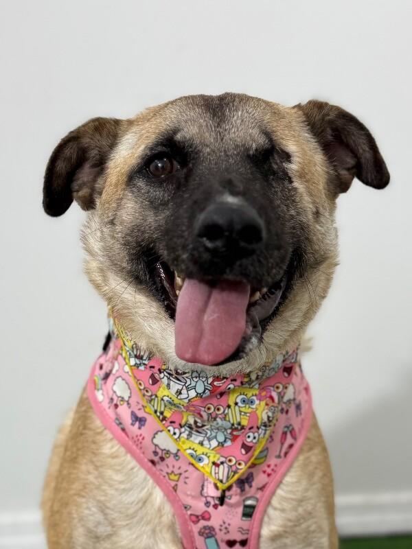 Miracle, Adoptable, Young Female German Shepherd Dog & Belgian Shepherd / Malinois.