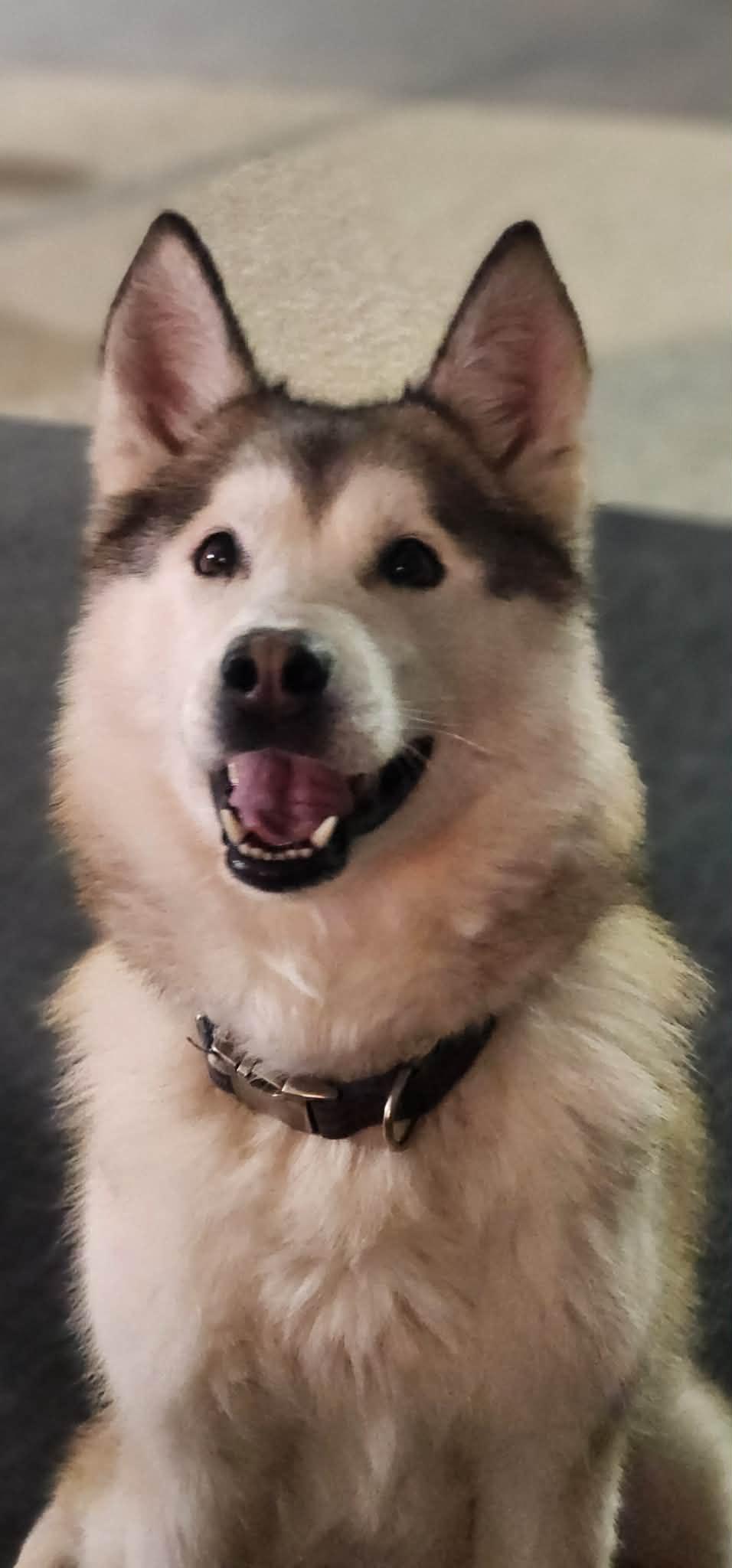 Mya, Adopted, Adult Female Alaskan Malamute.