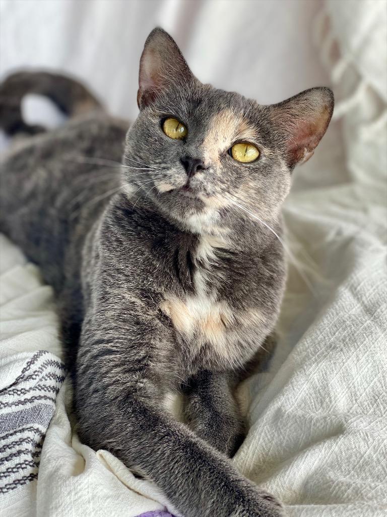 Marceline, Adoptable, Young Female Domestic Short Hair.