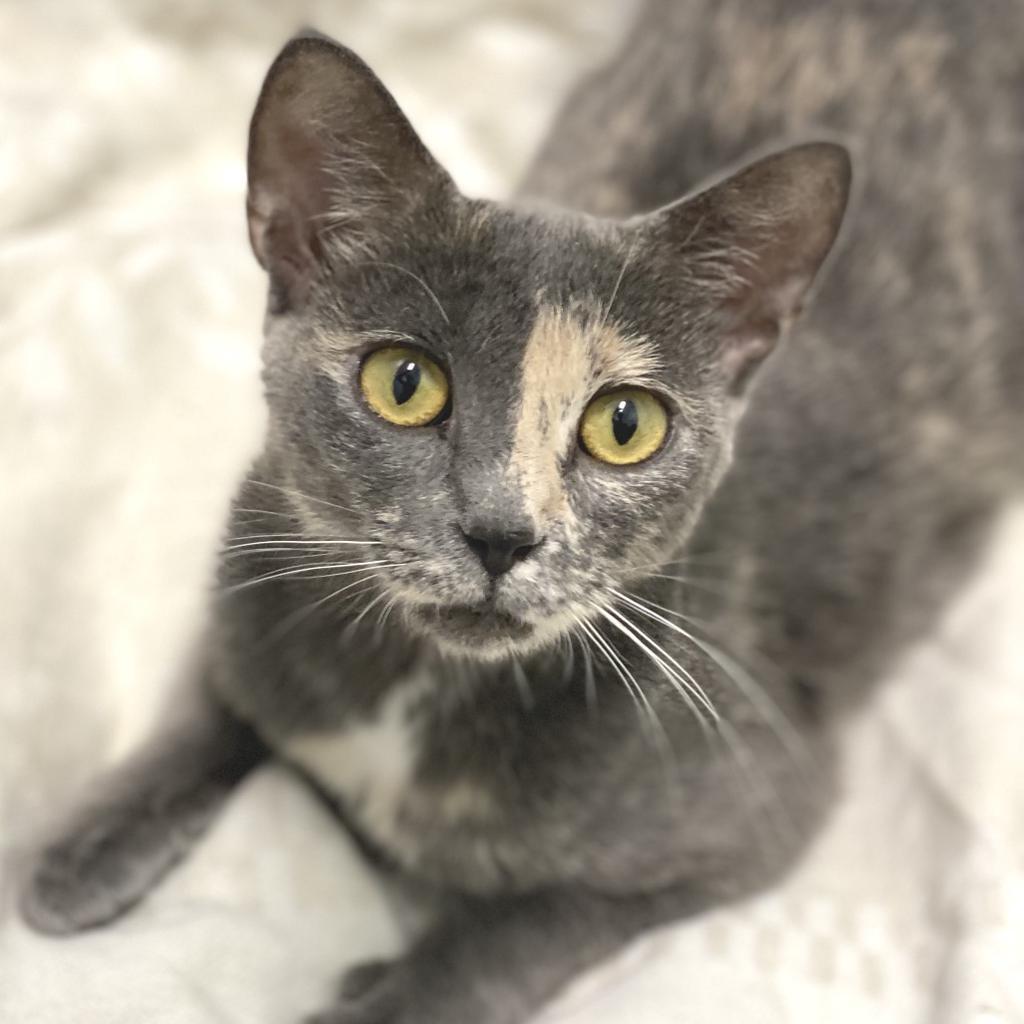 Enlarge Marceline, a Adoptable mixed breed in Decorah, IA image 3/5