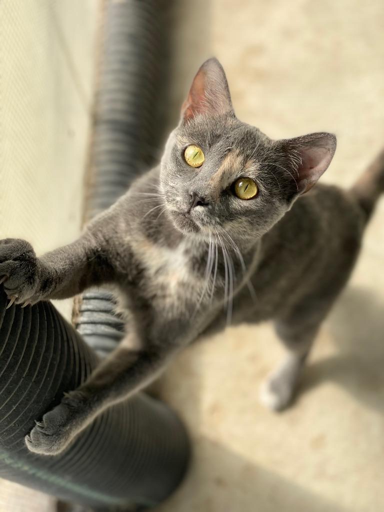 Enlarge Marceline, a Adoptable mixed breed in Decorah, IA image 2/2