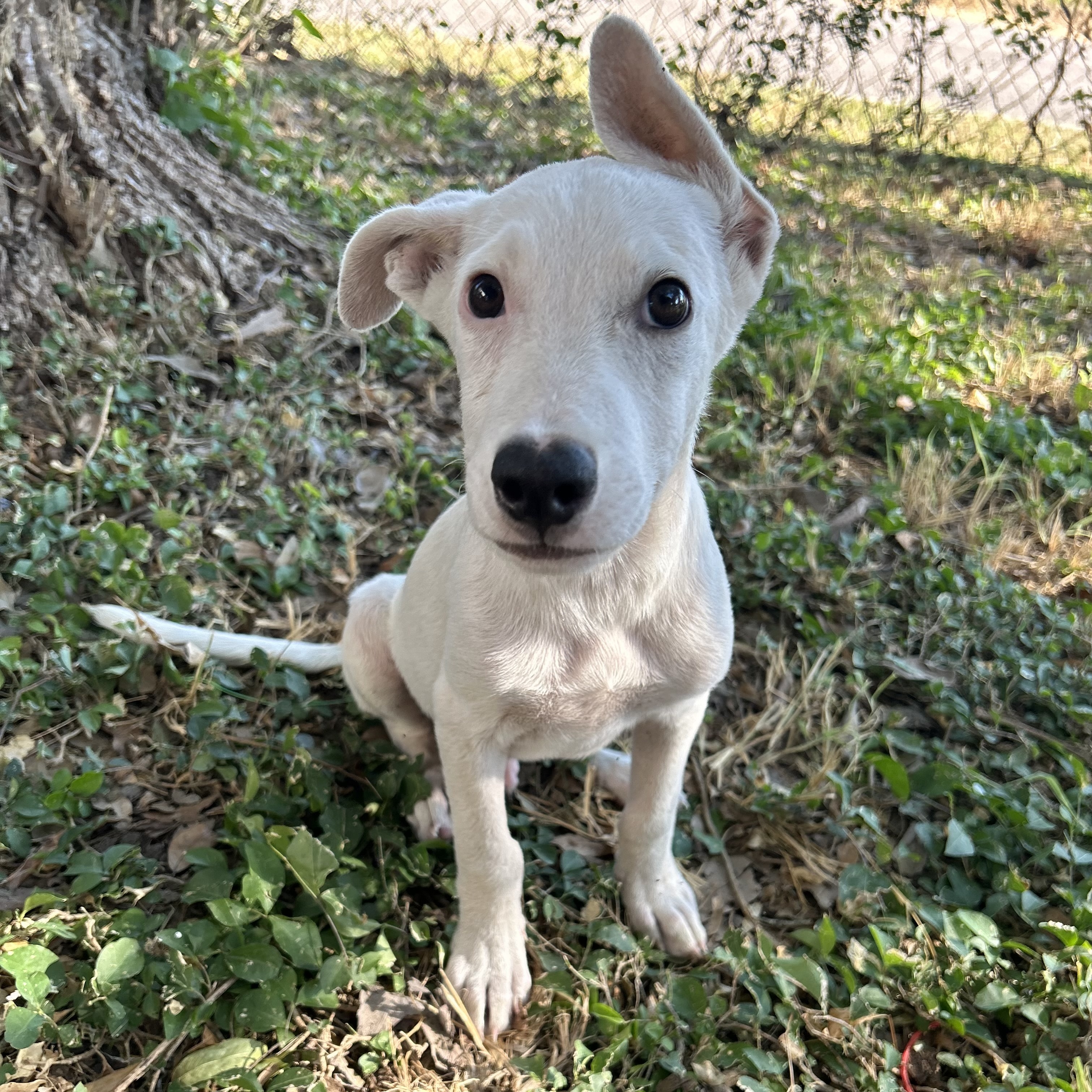 Mosquito, Baby Male Bull Terrier