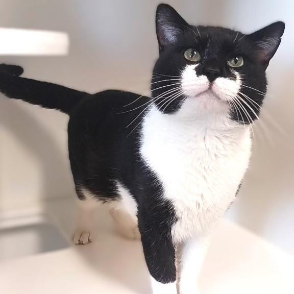 Enlarge Turkey, a Adoptable Domestic Short Hair image 1/3