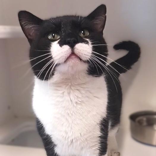 Enlarge Turkey, a Adoptable Domestic Short Hair image 3/3