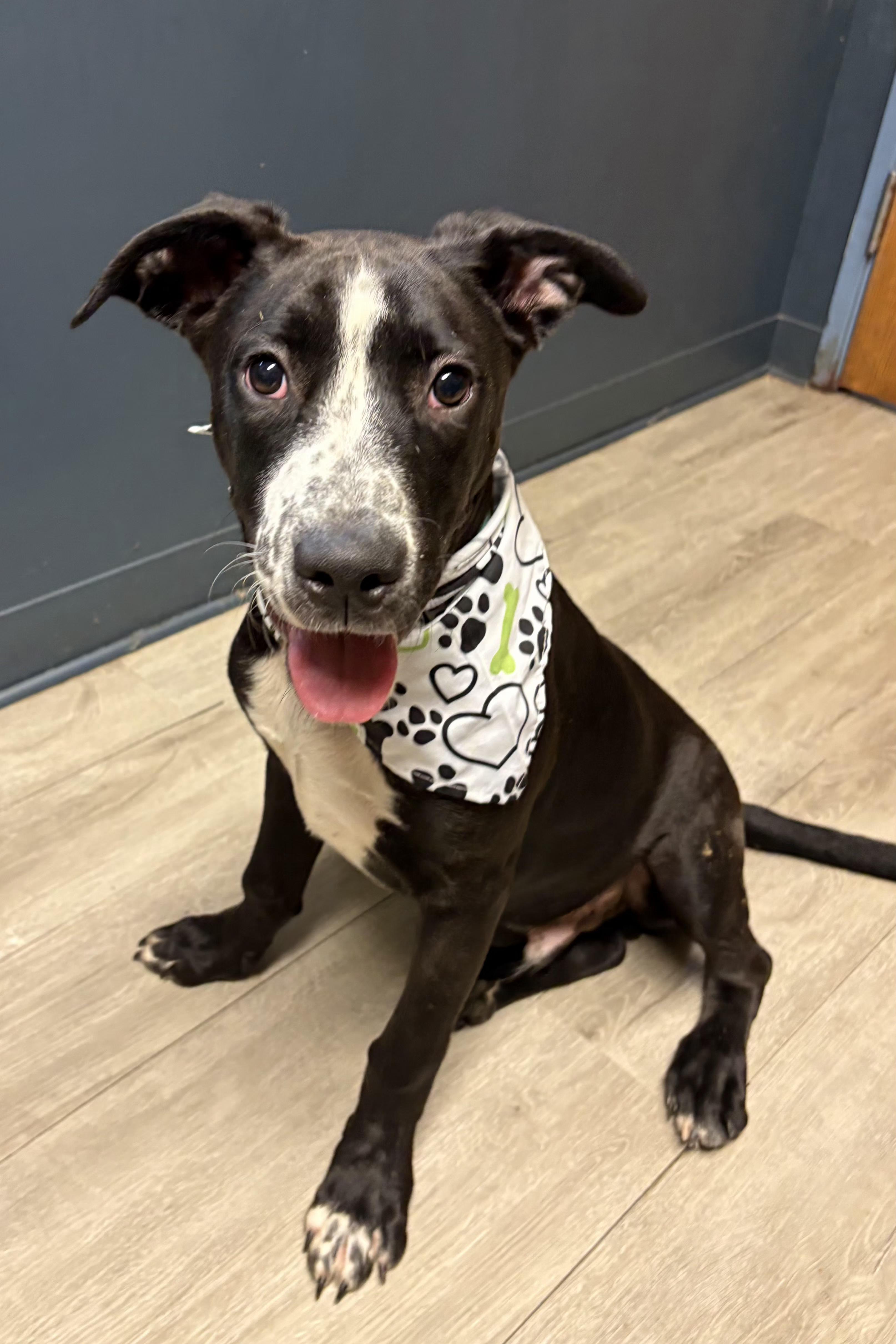 Enlarge Bodhi (Prison Program), an adoptable mixed breed in Mansfield, OH image 3/4