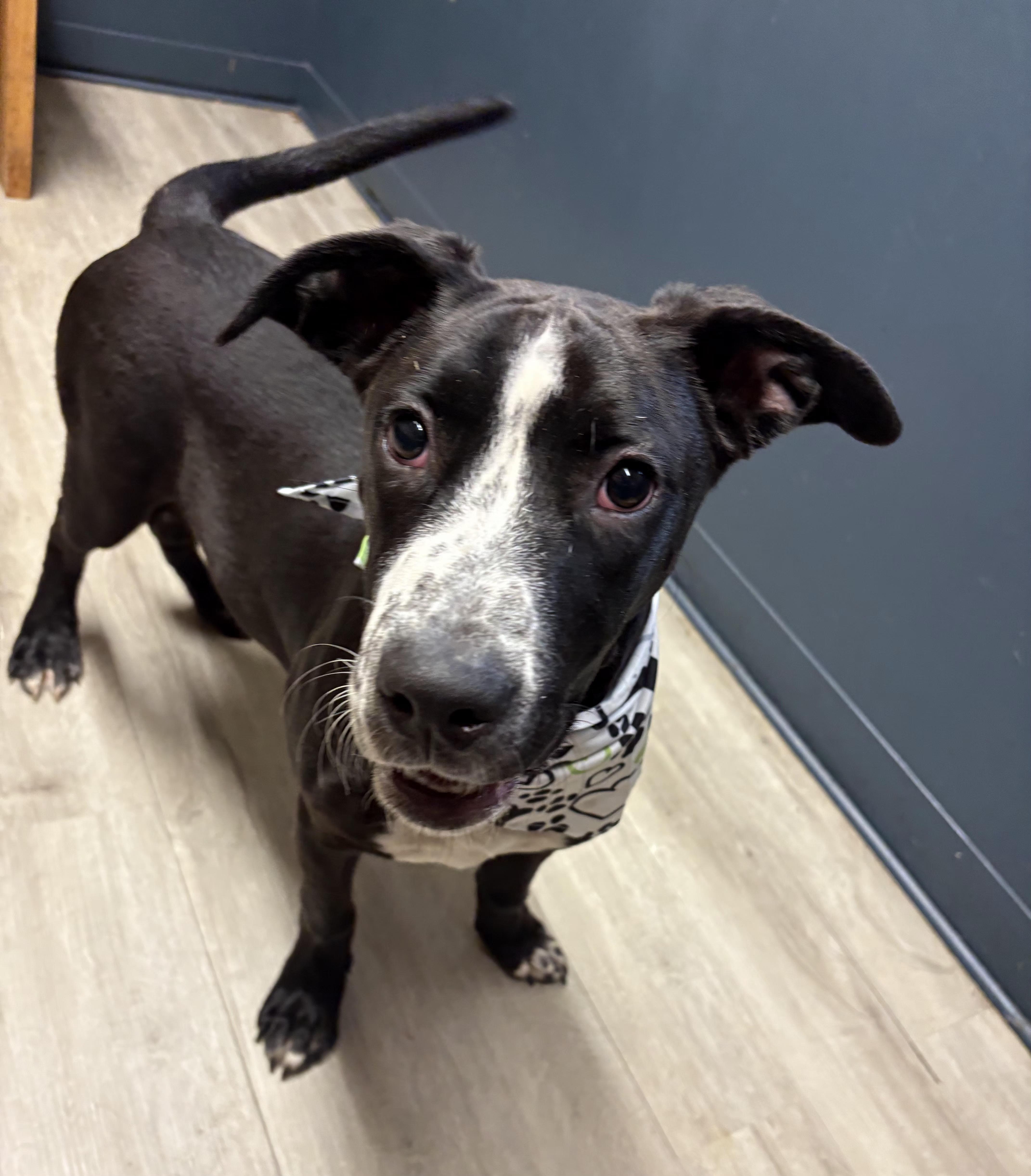 Enlarge Bodhi (Prison Program), an adoptable mixed breed in Mansfield, OH image 4/4