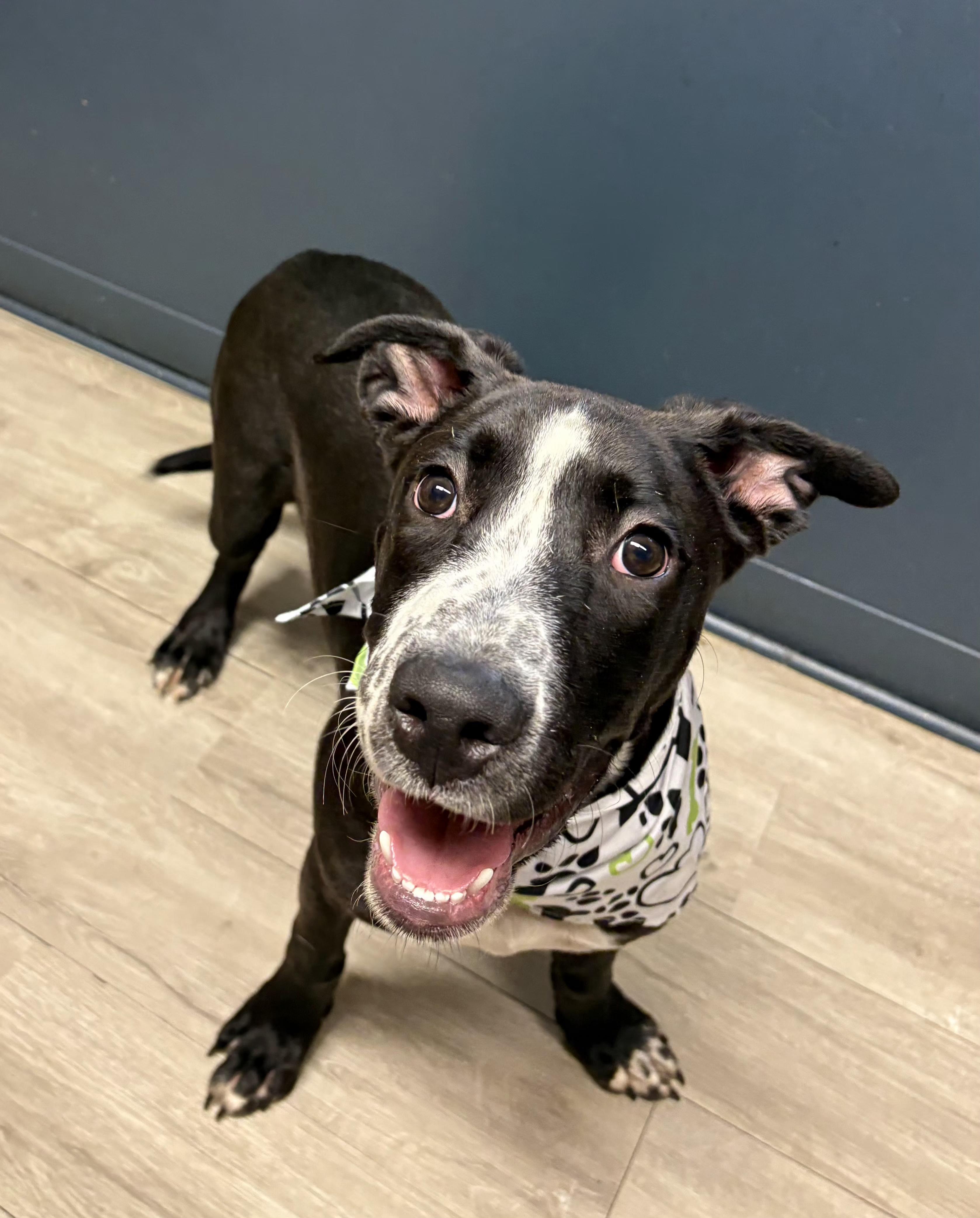 Enlarge Bodhi (Prison Program), an adoptable mixed breed in Mansfield, OH image 2/4