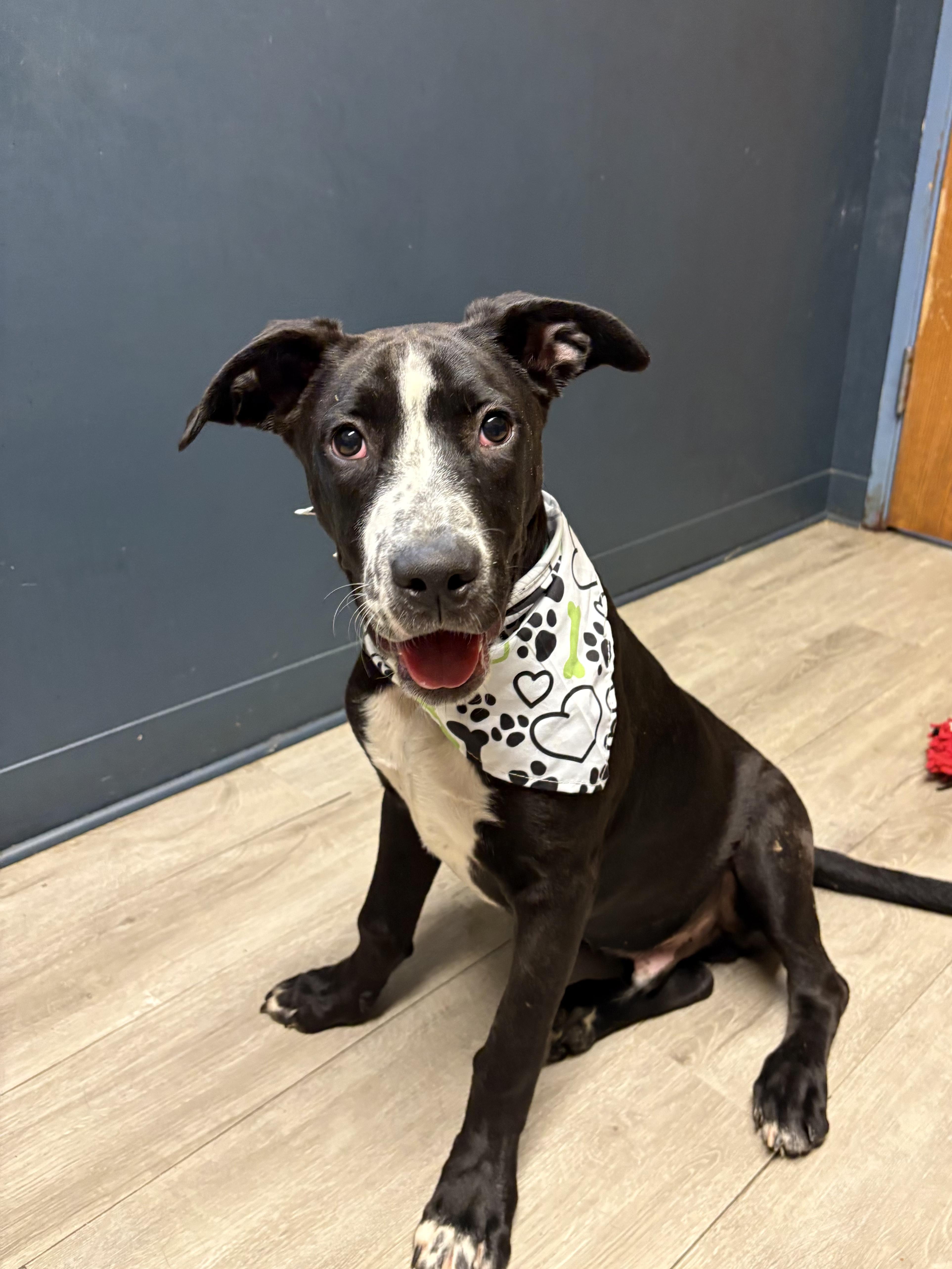 Enlarge Bodhi (Prison Program), an adoptable mixed breed in Mansfield, OH image 1/4