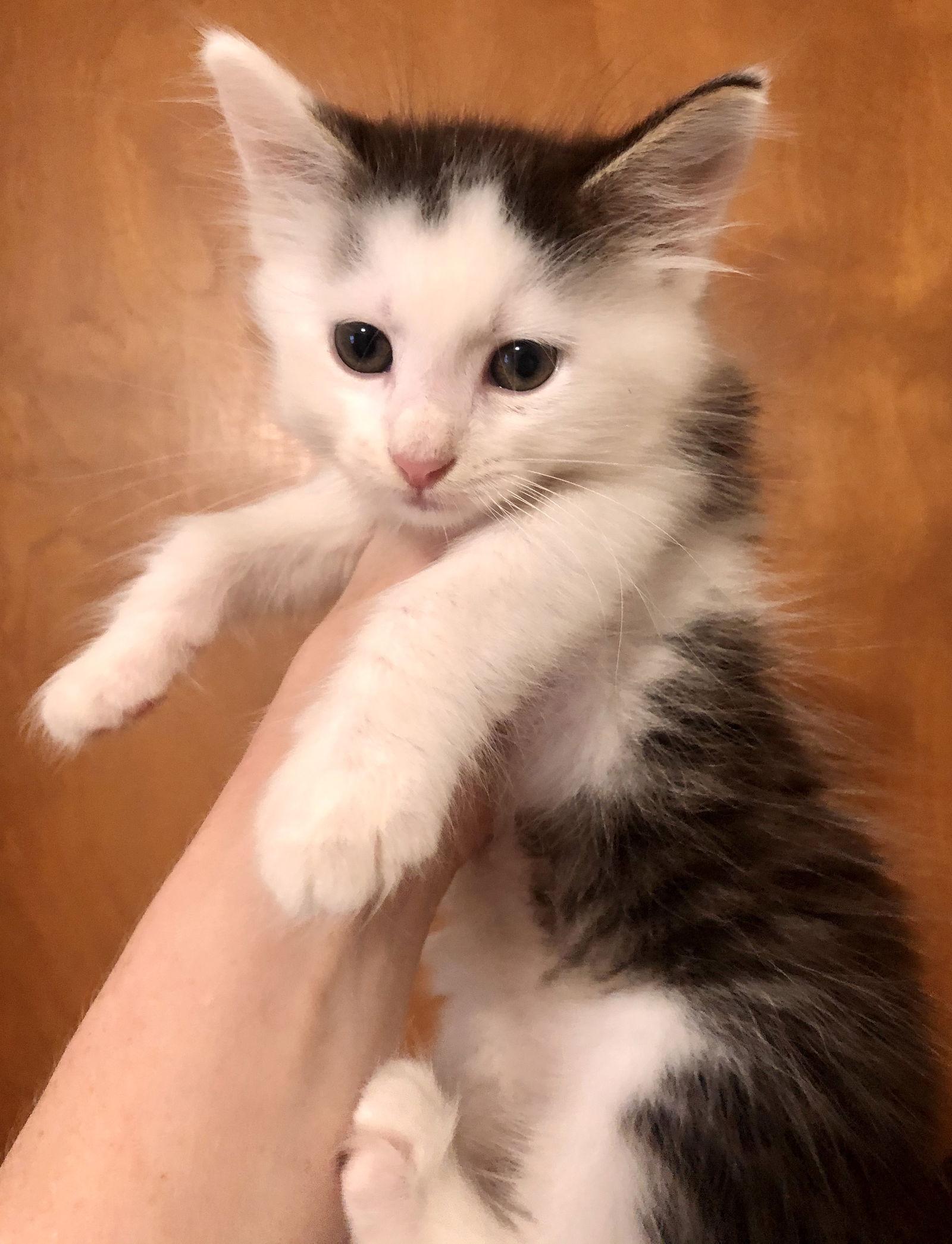 Enlarge Astro, a Adopted Domestic Medium Hair in Satellite Beach, FL image 1/1