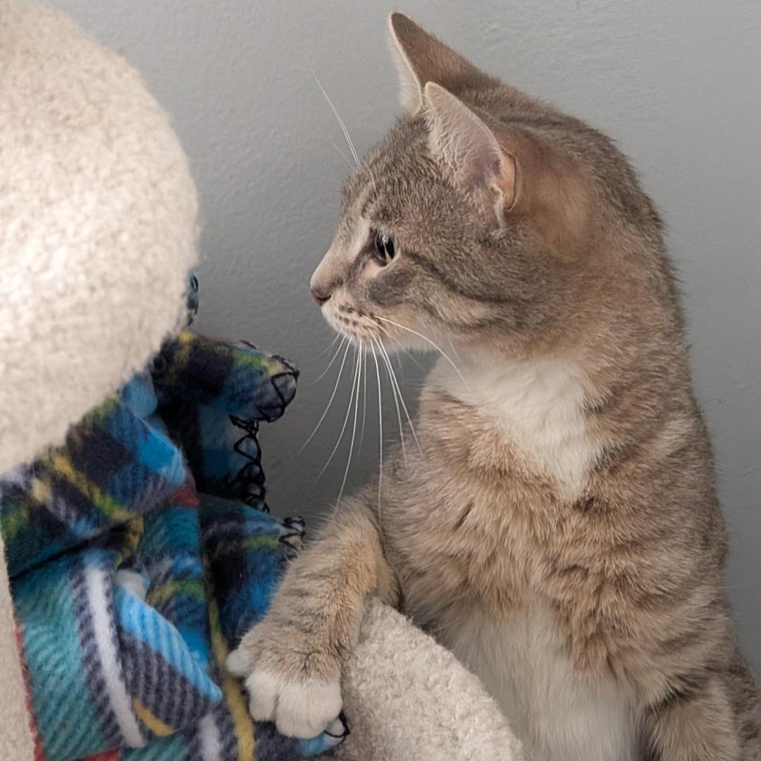 Enlarge Vanessa, an adopted Domestic Short Hair in Reisterstown, MD image 4/6