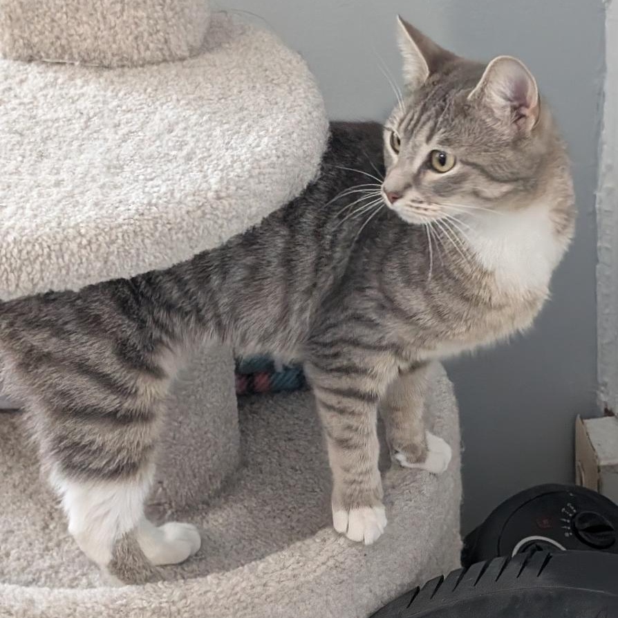Enlarge Vanessa, an adopted Domestic Short Hair in Reisterstown, MD image 5/6
