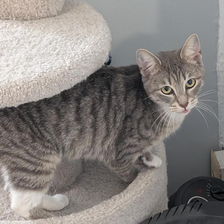 Enlarge Vanessa, an adopted Domestic Short Hair in Reisterstown, MD image 6/6