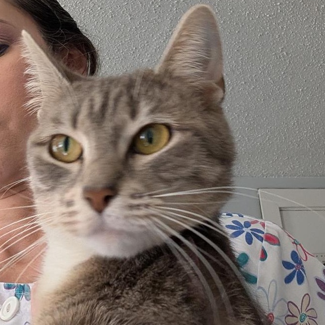 Vanessa, adopted, Kitten Female Domestic Short Hair.
