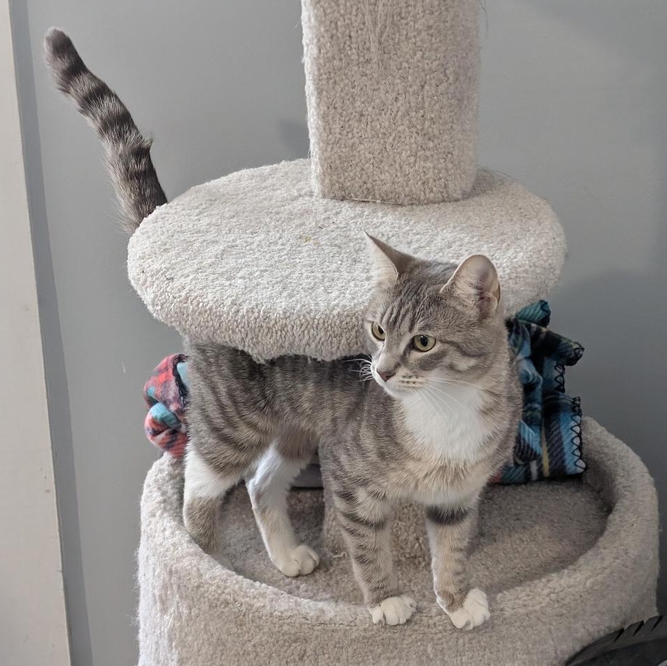 Enlarge Vanessa, an adopted Domestic Short Hair in Reisterstown, MD image 2/6