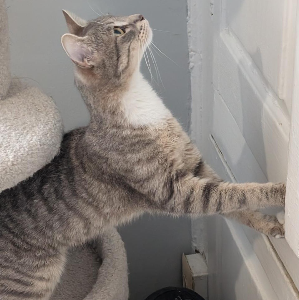 Enlarge Vanessa, an adopted Domestic Short Hair in Reisterstown, MD image 3/6