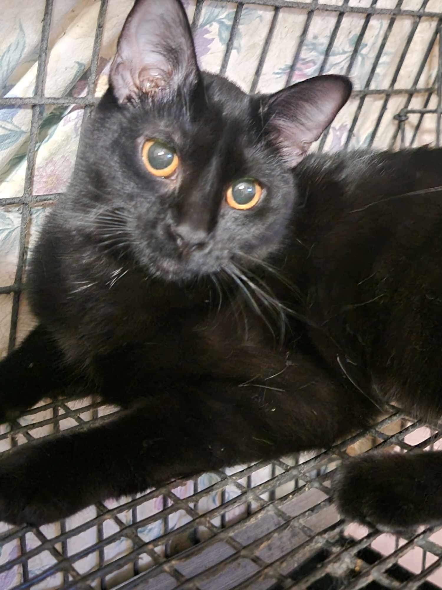 Enlarge Tasha, a Adoptable Domestic Short Hair in Mokena, IL image 1/1