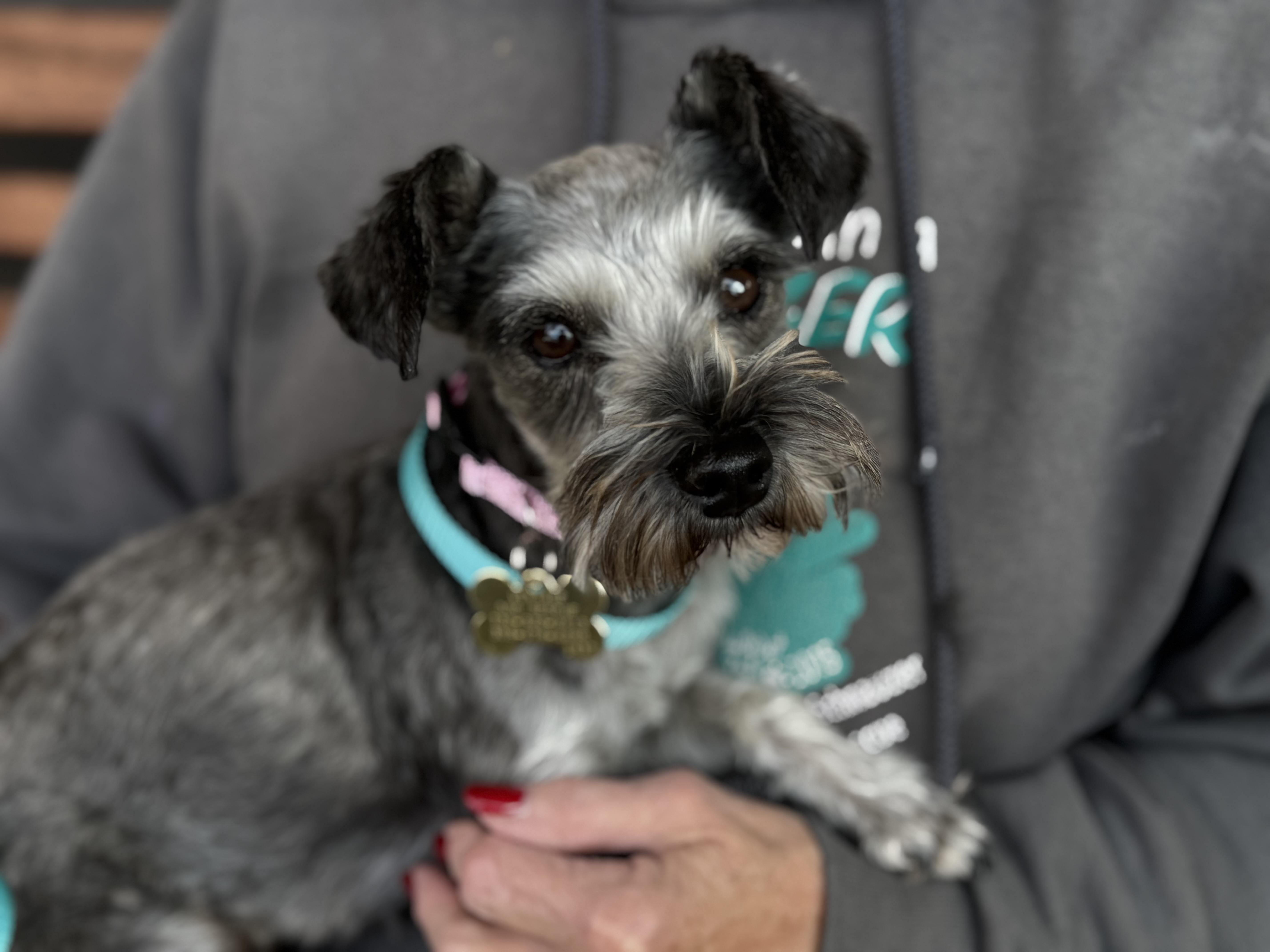 Natika, an adopted Miniature Schnauzer in Littleton, CO image 2/5