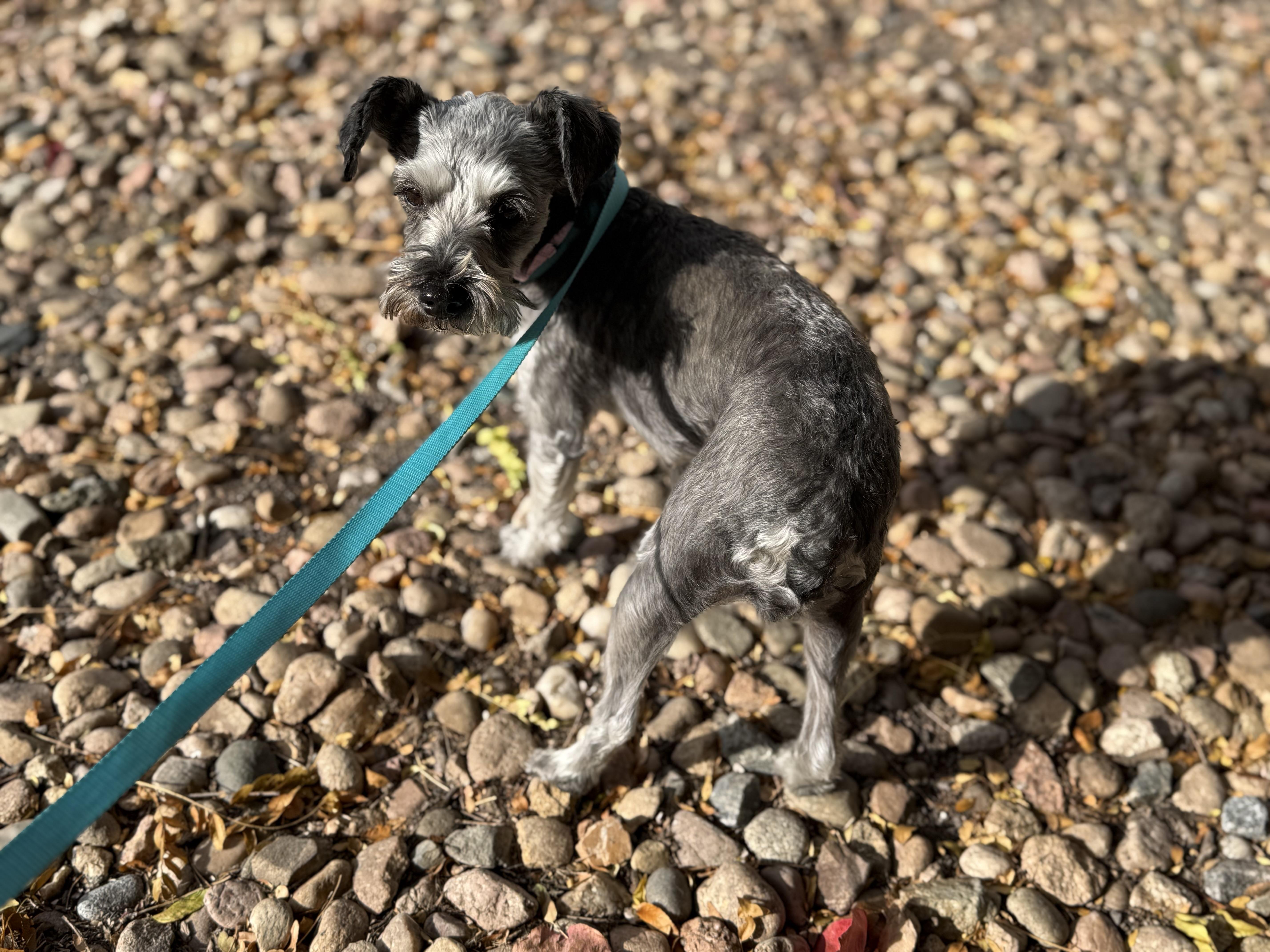 Natika, an adopted Miniature Schnauzer in Littleton, CO image 5/5