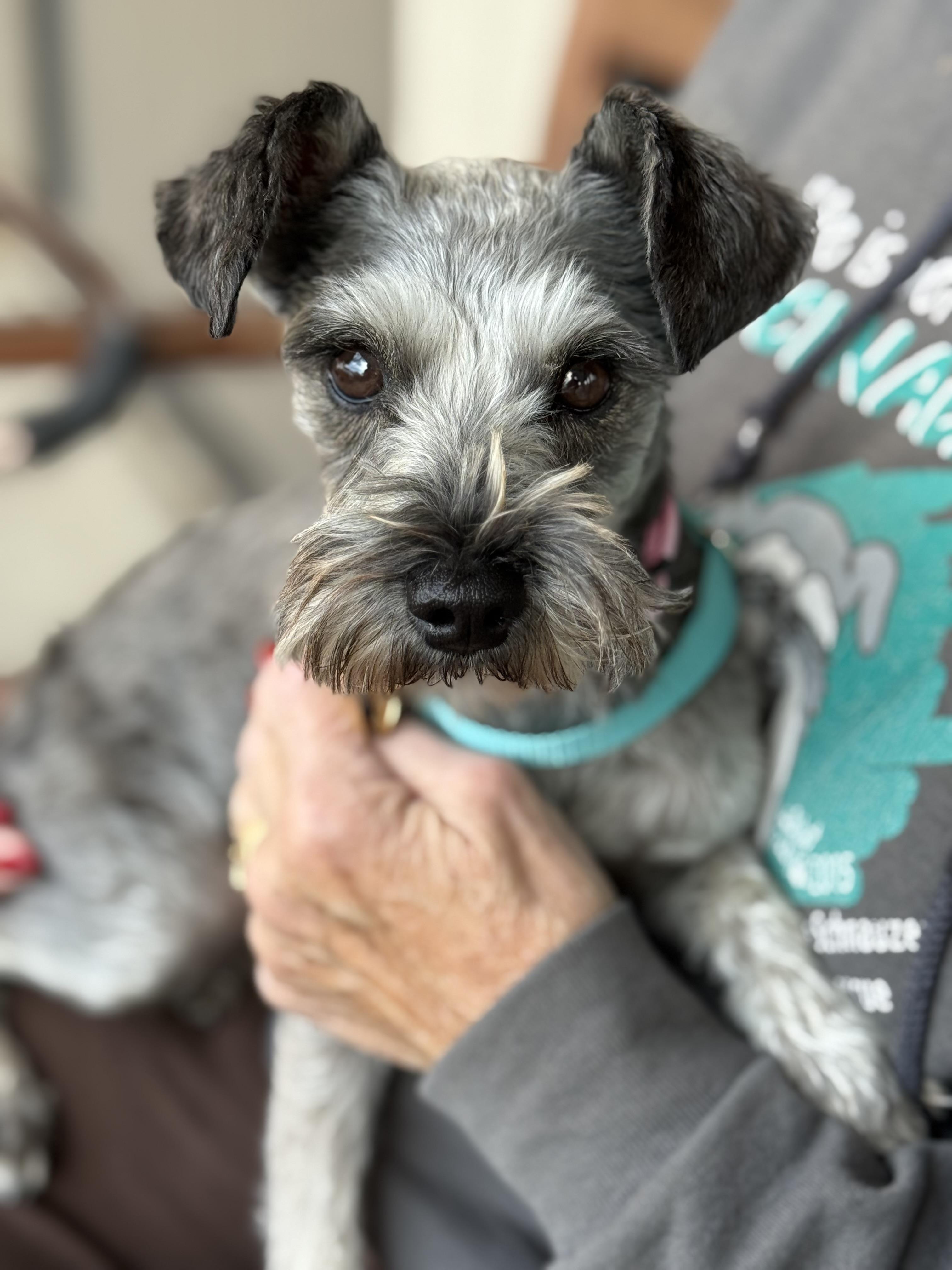 Natika, an adopted Miniature Schnauzer in Littleton, CO image 1/5