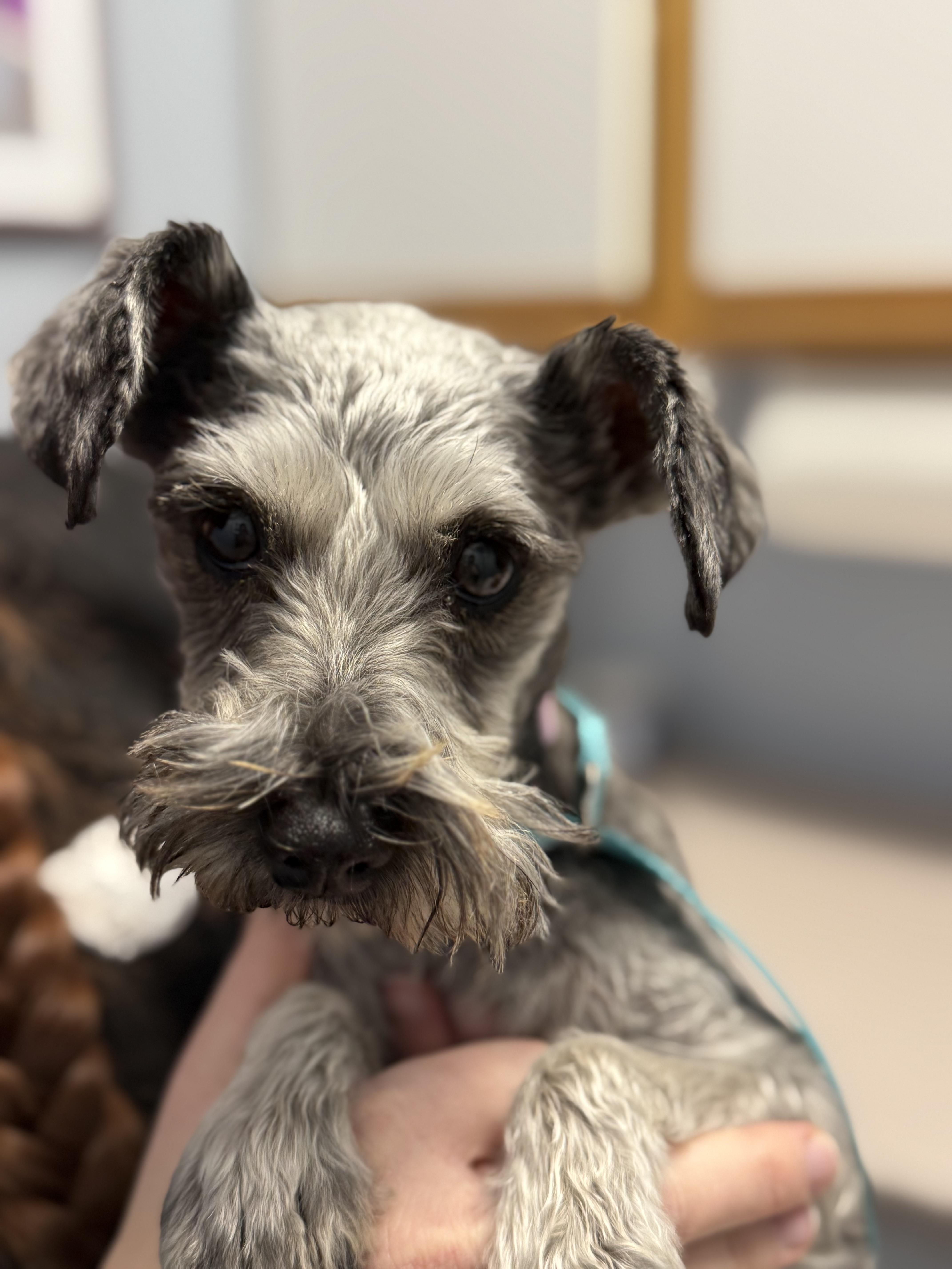 Natika, an adopted Miniature Schnauzer in Littleton, CO image 4/5