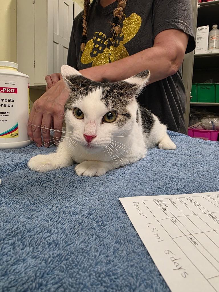 Toaster, Adoptable, Kitten Female Domestic Short Hair.