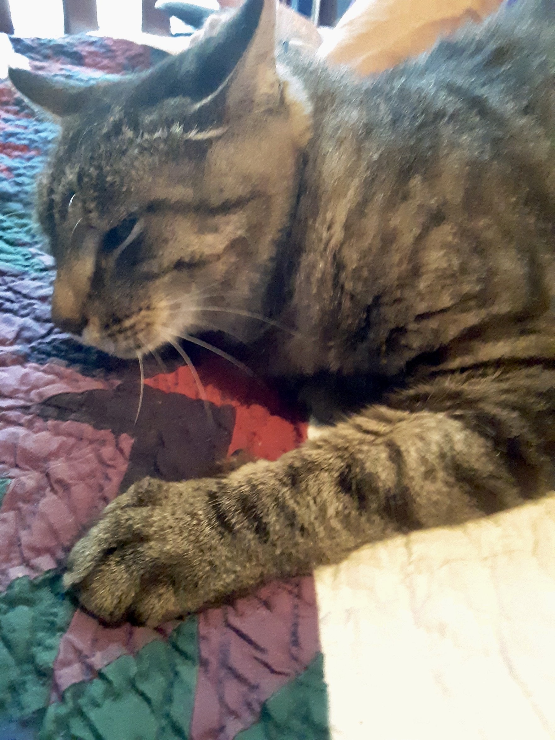 Enlarge Gerard, a Adopted Domestic Short Hair in Cincinnati, OH image 1/5