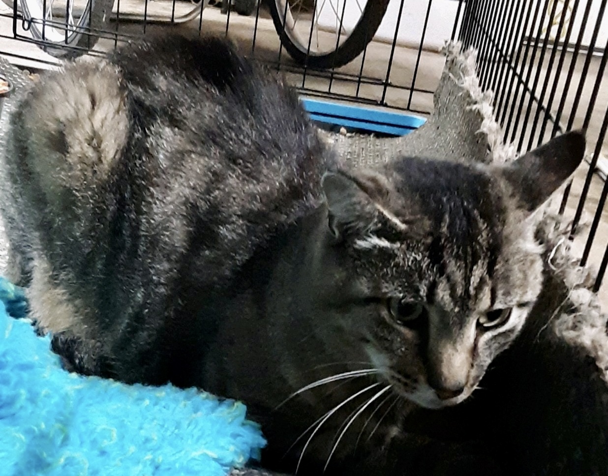 Enlarge Gerard, a Adopted Domestic Short Hair in Cincinnati, OH image 2/5