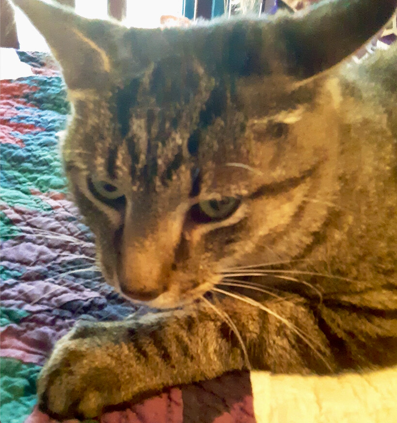 Enlarge Gerard, a Adopted Domestic Short Hair in Cincinnati, OH image 3/5