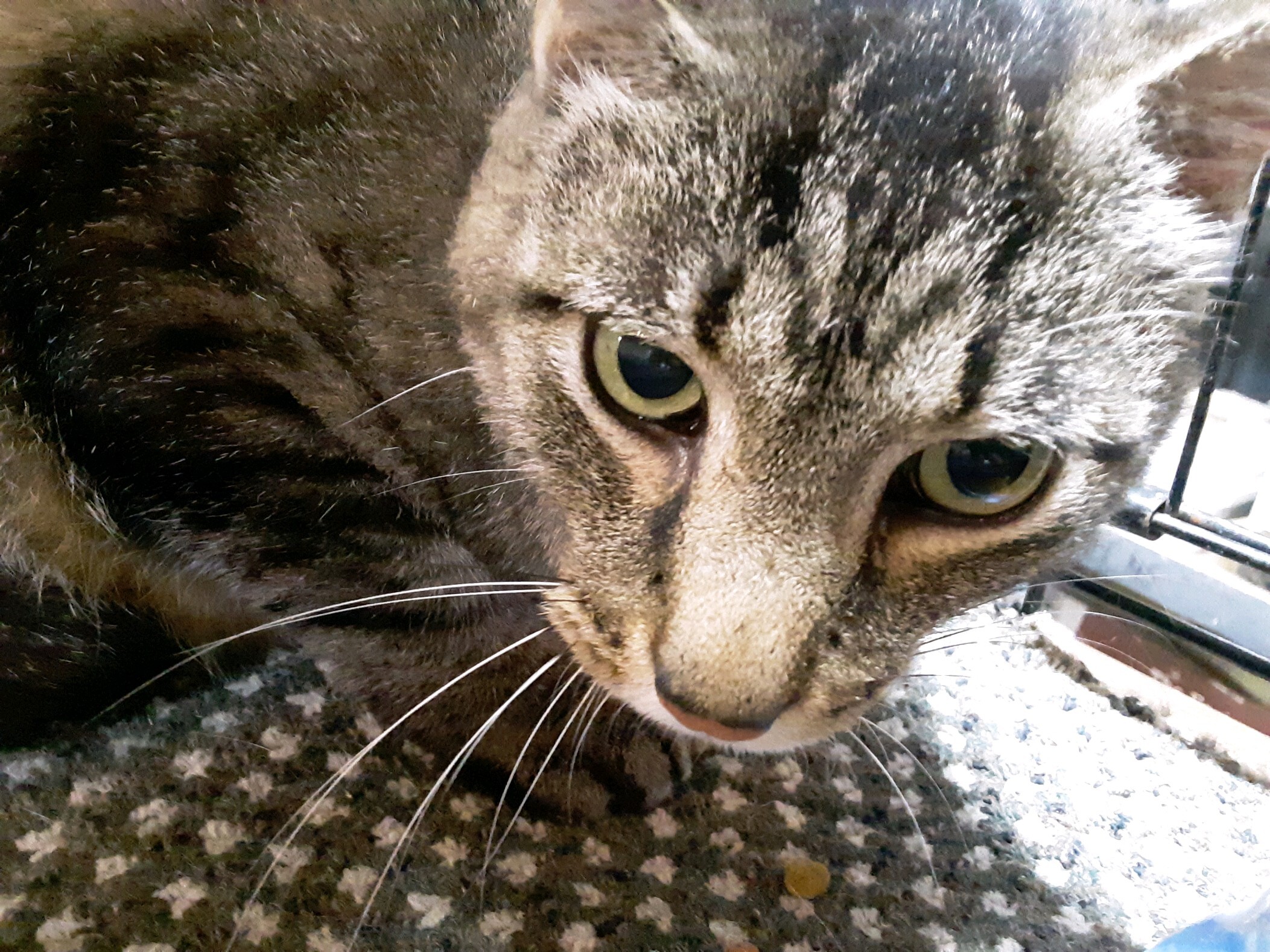 Enlarge Gerard, a Adopted Domestic Short Hair in Cincinnati, OH image 4/5