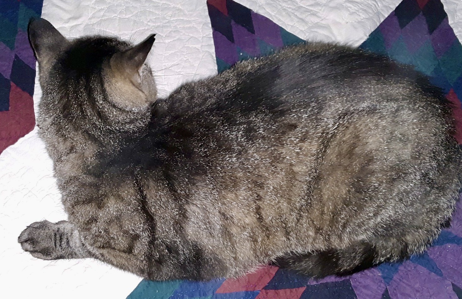 Enlarge Gerard, a Adopted Domestic Short Hair in Cincinnati, OH image 5/5