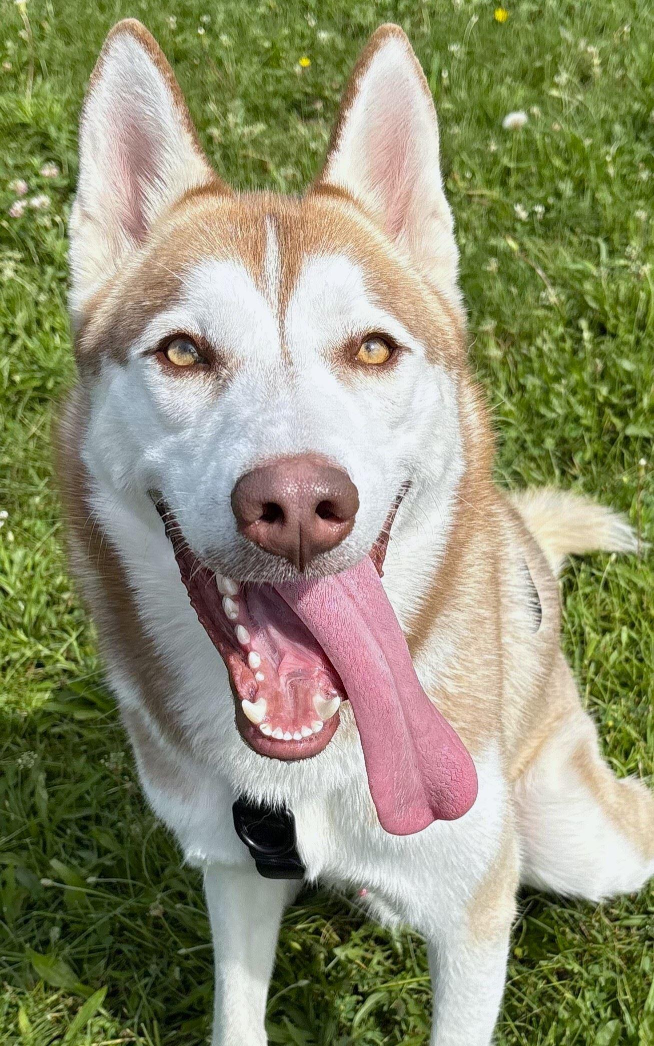 Enlarge Bronco, a Adoptable Siberian Husky in Iowa City, IA image 2/2