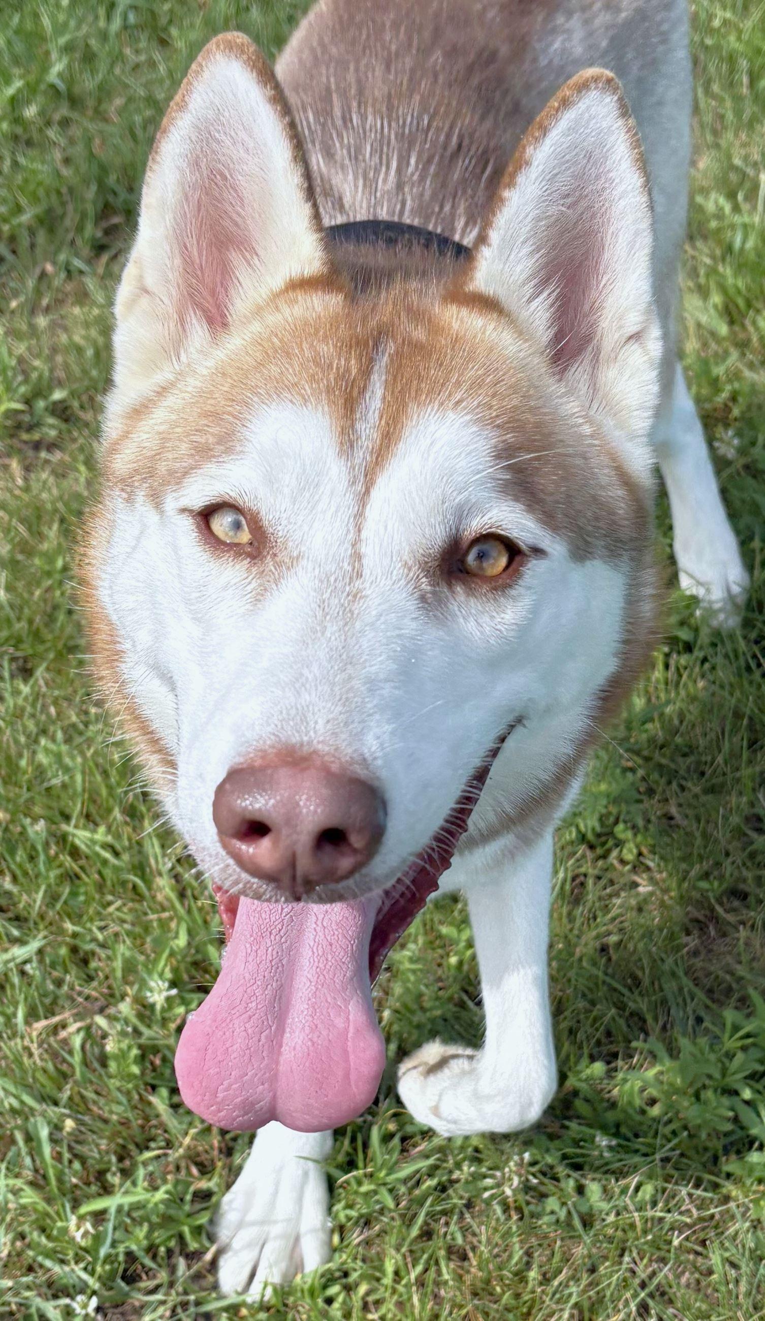 Enlarge Bronco, a Adoptable Siberian Husky in Iowa City, IA image 1/2