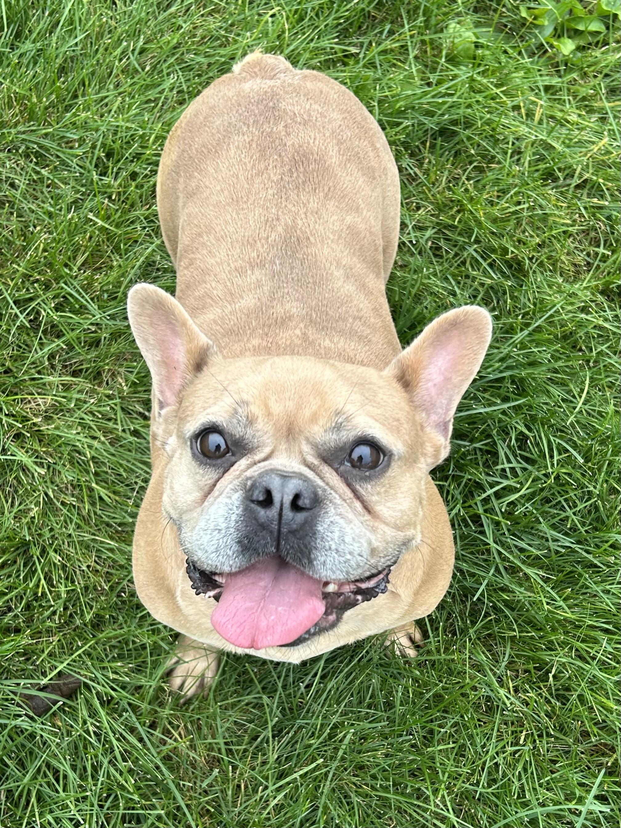 Enlarge Sugar plum, a Adoptable French Bulldog in Antwerp, OH image 2/3