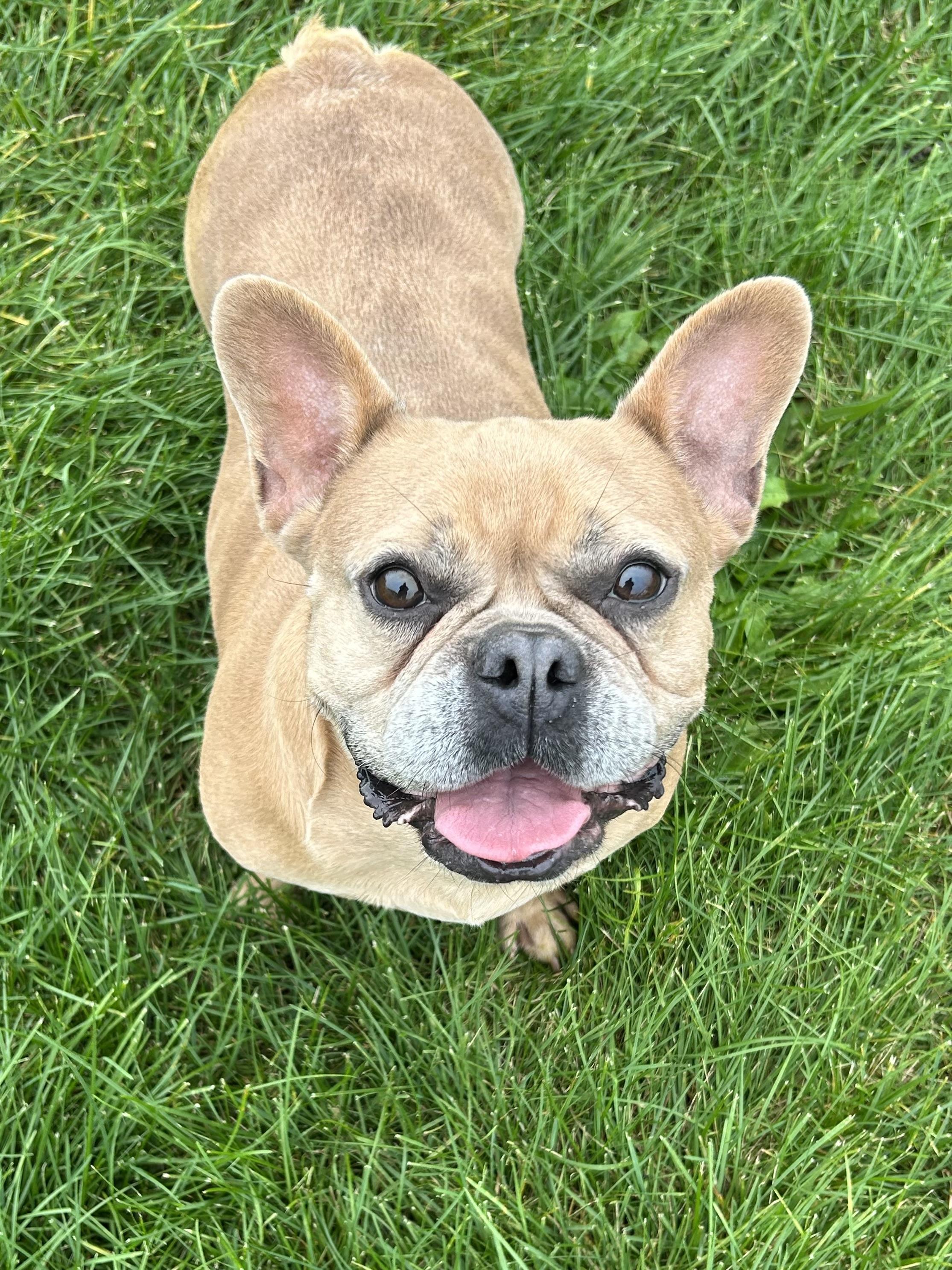 Sugar plum, Adoptable, Adult Female French Bulldog.