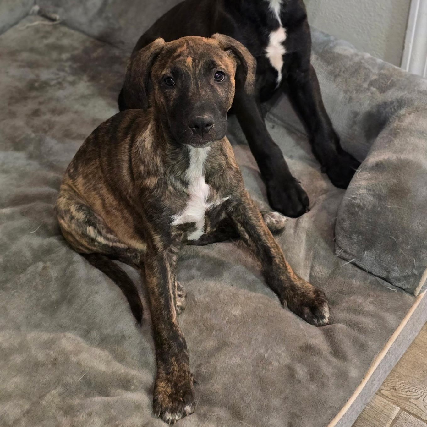 Enlarge Sarabi, a ADOPTABLE mixed breed in Milton, FL image 2/3